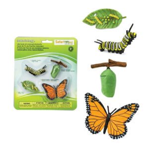 zivotni-cyklus-motyl