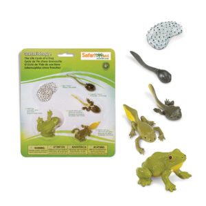 zivotni-cyklus-safari-zaba