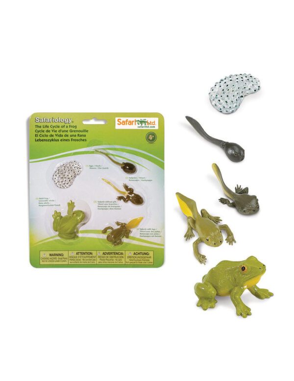 zivotni-cyklus-safari-zaba