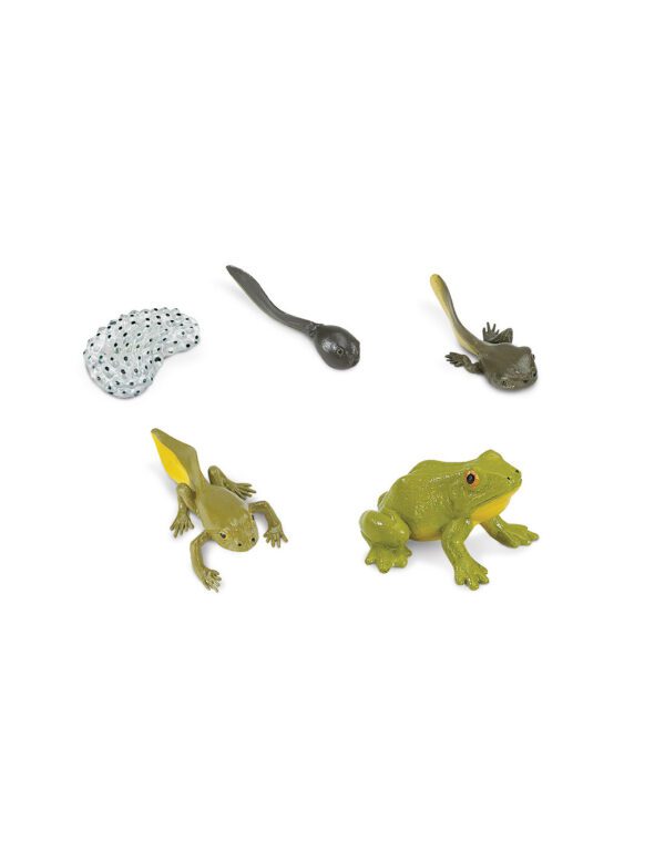 zivotni-cyklus-safari-zaba