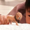 schleich-lev-africky
